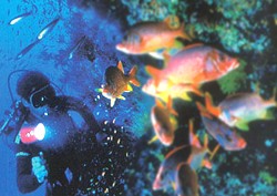 [Image: Scuba diving]